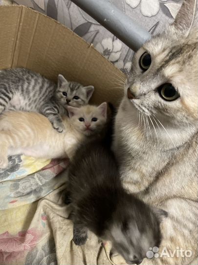 Отдам в добрые руки