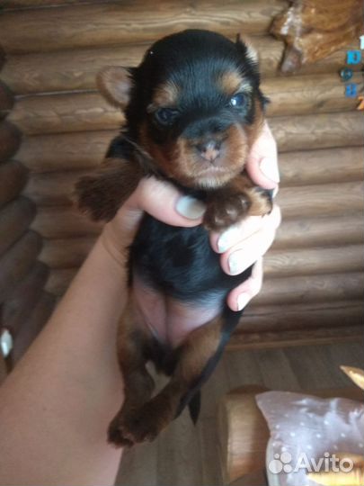 Йоркширский терьер