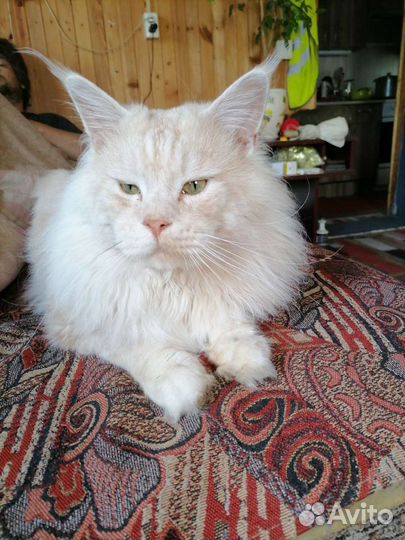 Вязка кошки мейн-кун