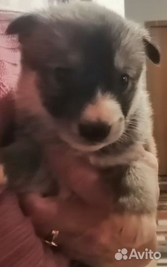 Щенки хаски