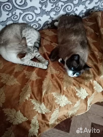 Отдам кота в добрые руки