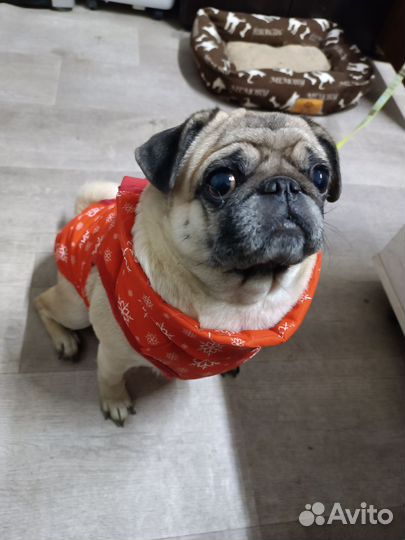 Продам мопса. Девочка 4 года