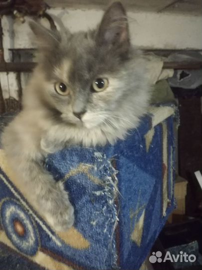 Котёнок девочка в добрые руки