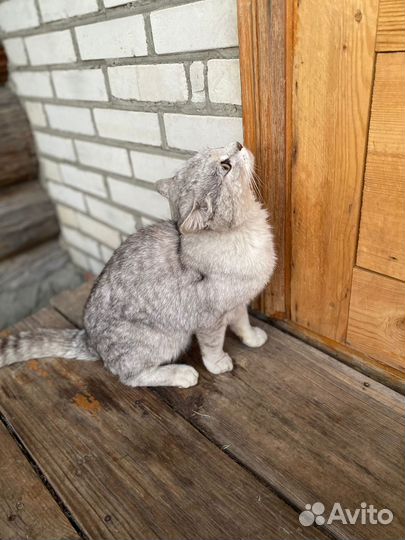 Отдам кота в добрые руки