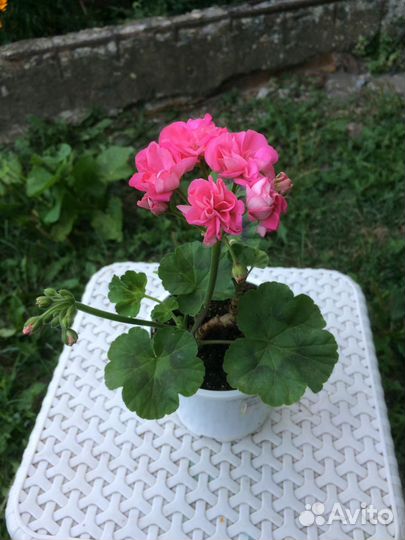 Пеларгония / герань разные сорта