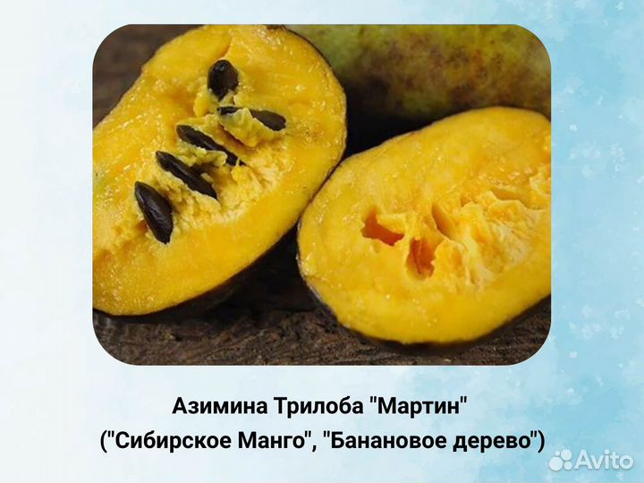 Саженцы Азимины, Русское манго