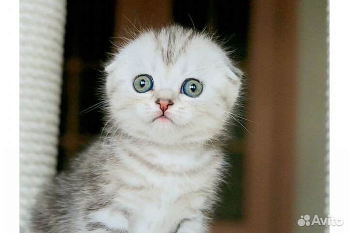 Шотландская