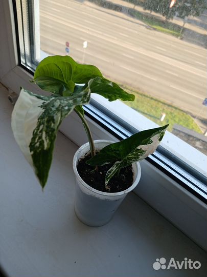 Сингониум imperial вайт