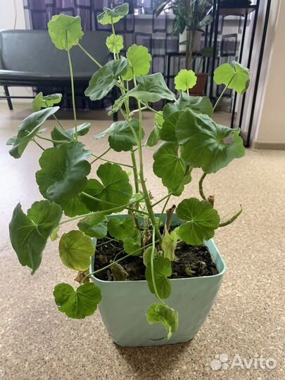 Герань бесплатно