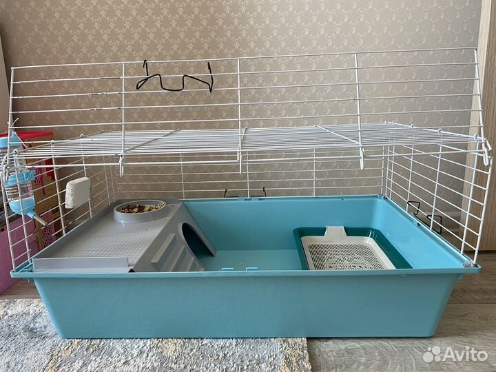 Карликовый кролик минор 3,5 мес