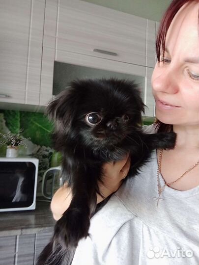 Передержка собак, догситтер