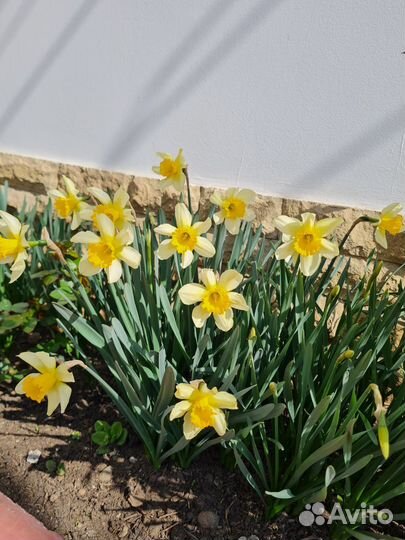 Луковицы нарциссов