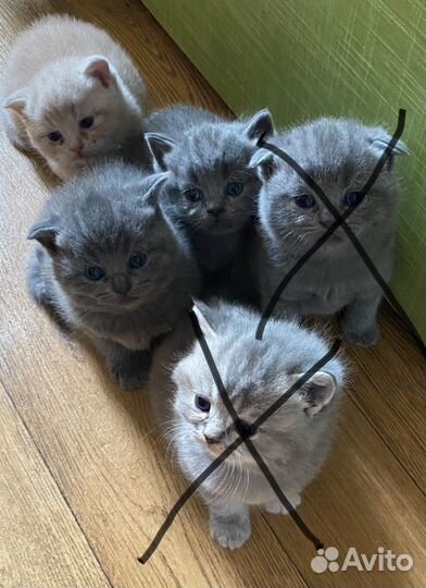 Британские вислоухие котята