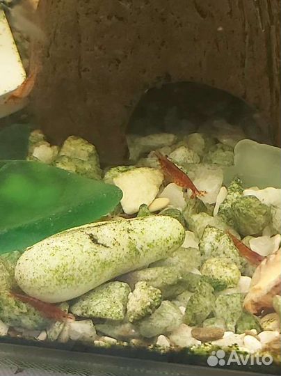 Креветки вишни от 10 шт улитки хелены