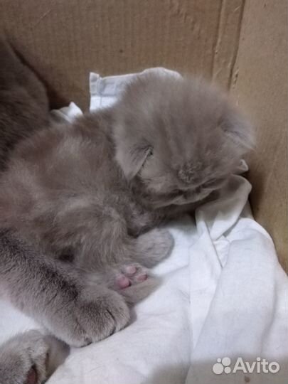 Вислоушки котята
