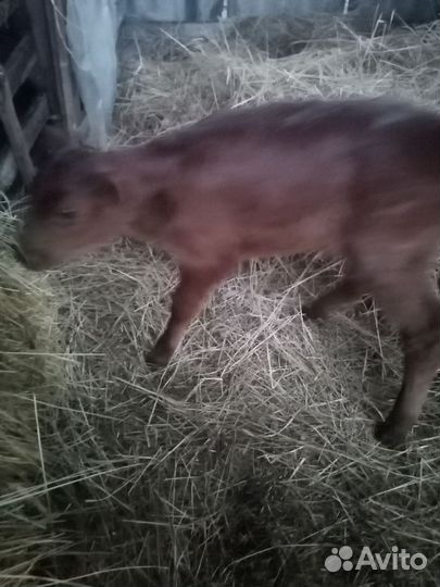 Продаю тёлочку