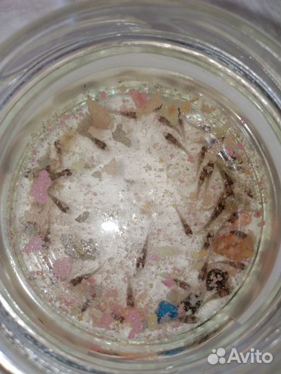 Рыбы цихлиды