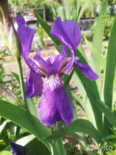 Жимолость, Ирисы