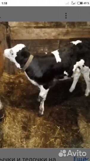 Телята бычки