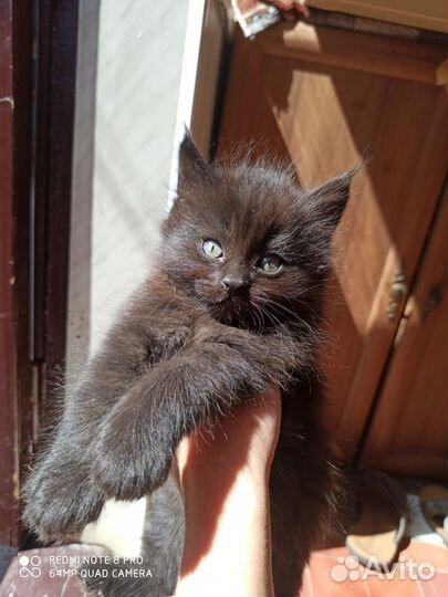 Котятки в добрые руки