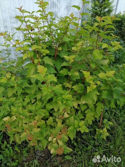 Пузыреплодник желтый