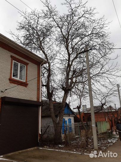 Спил деревьев