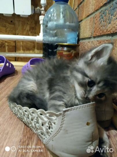 Отдам в дар кошка