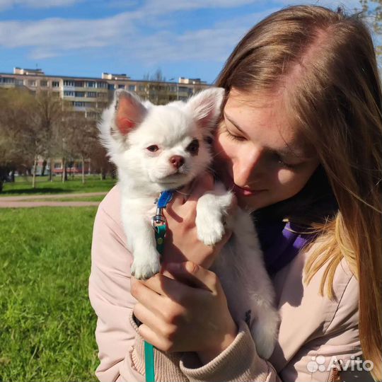 Выгул/няня для собак