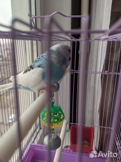 Волнистый попугай ручной