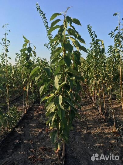 Саженцы черешни сорта 