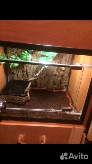 Террариум для рептилий