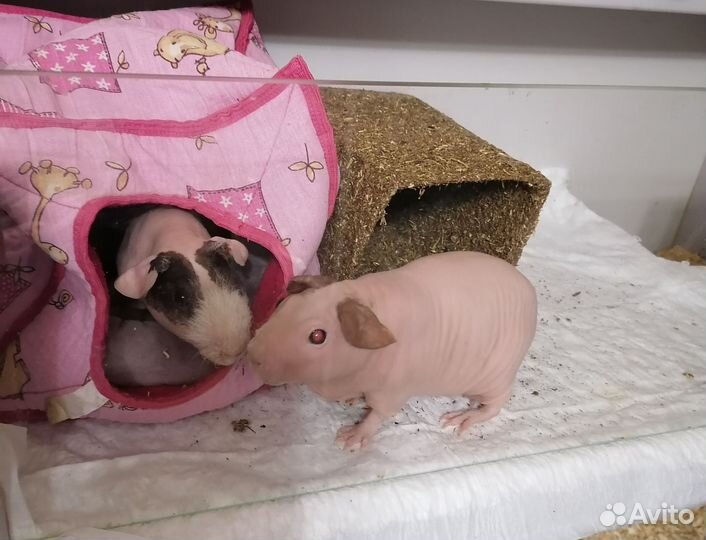 Морская свинка скинни