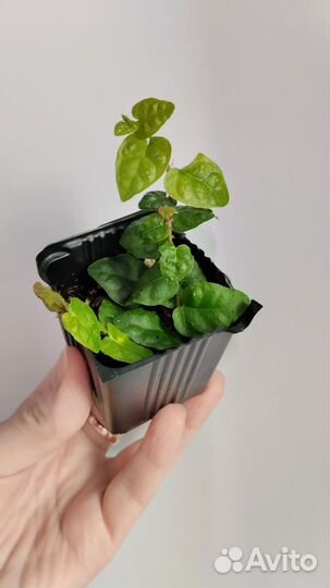 Фикусы пумила: Минима, Санни, Грин санни, Кёрли