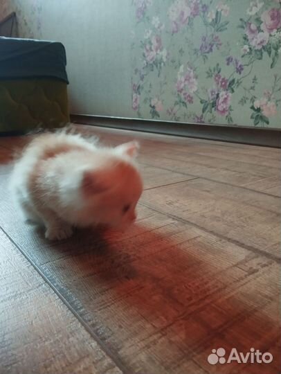 Бело рыжий котенок