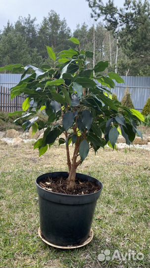 Фикус бенджамина плетеный