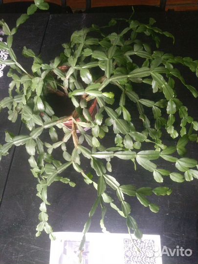 Комнатные цветы разные