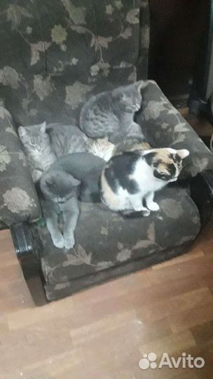 Кошки и коты в добрые руки