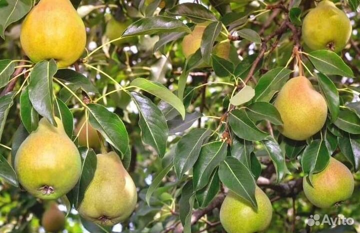 Саженцы груши Елена