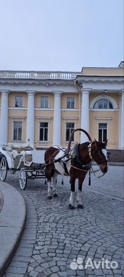 Аренда экипажа(кареты),тренировки верхом на лошади