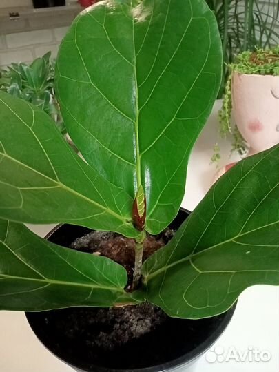 Фикус лирата колумнарис