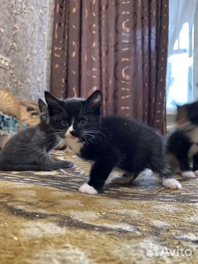 Котенок мальчик в добрые руки