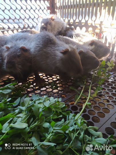 Нутрии молодняк