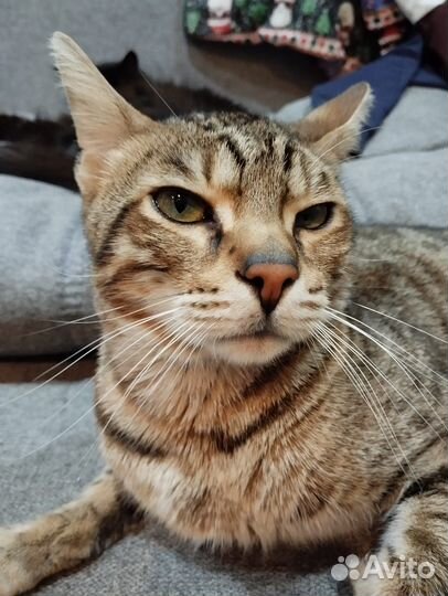 Отдам в добрые руки