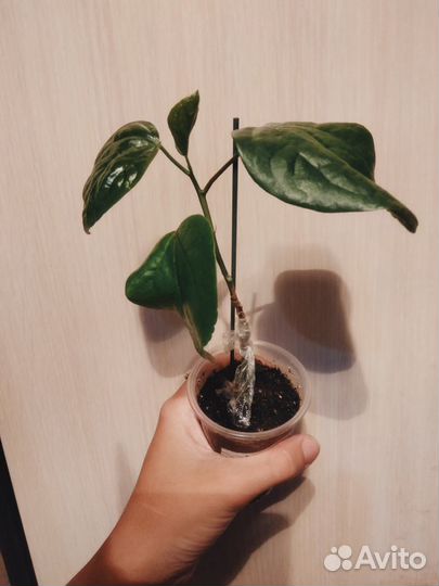 Сортовые гибискусы