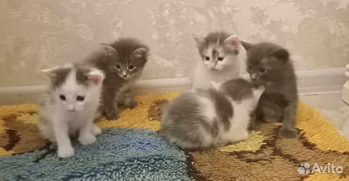 Котята в добрые руки