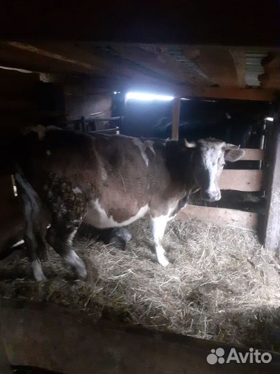 Продаем корову