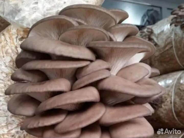 Инвестиции в бизнес. Ищу инвестора