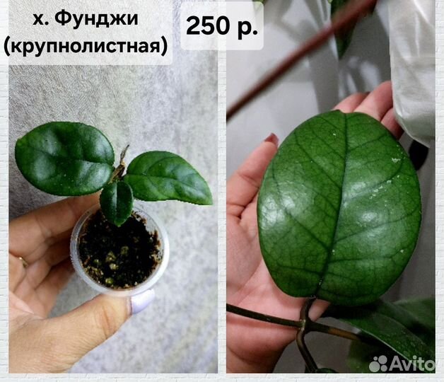 Хойя (4 часть)