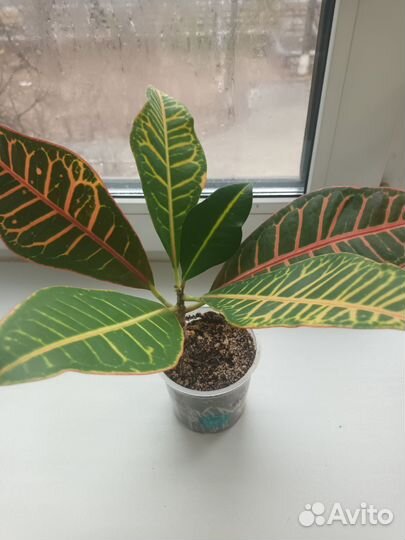 Кротон Петра и Экселлент