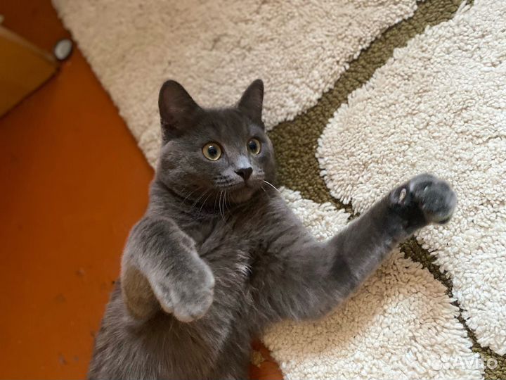 Русская голубая